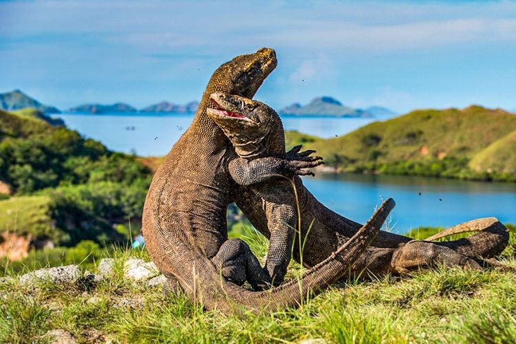Komodo Photography  Tour 4D/3N